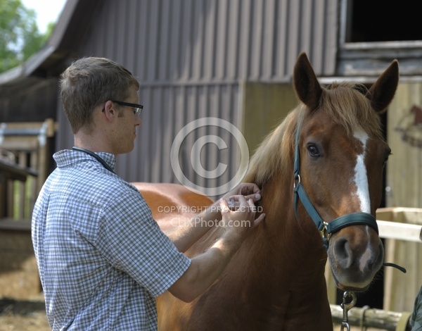 Vet Giving Vaccinations