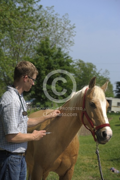 Vet Giving Vaccinations