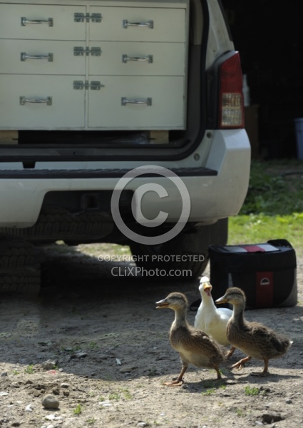 Vet Visit Ducks and Vet Vehicle