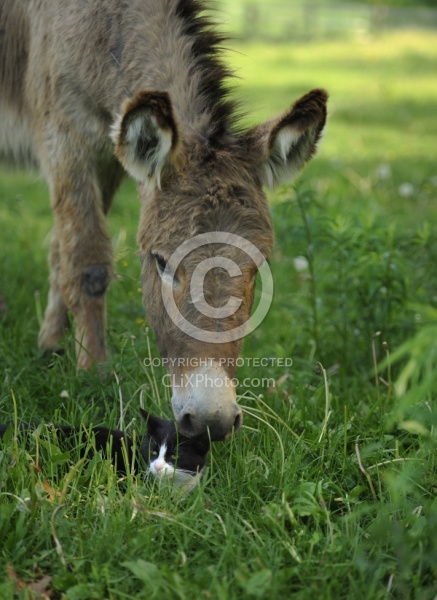 Donkey with Feline Friend