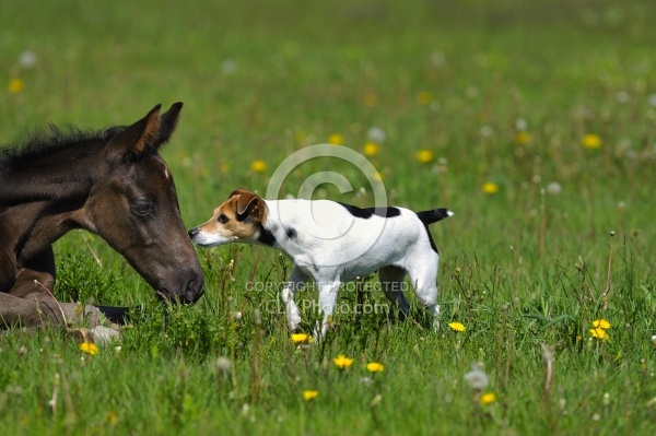 Hanoverian Foal with Jack Russel