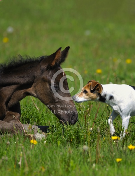 Hanoverian Foal with Jack Russel