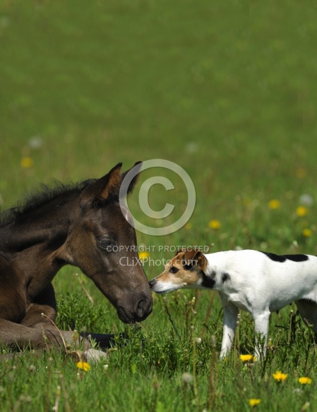 Hanoverian Foal with Jack Russel