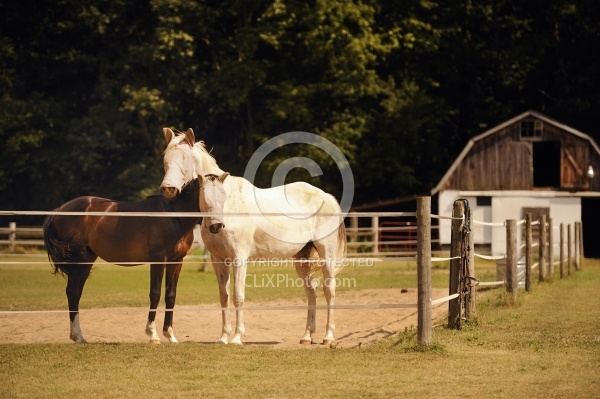 Electric Tape Fencing