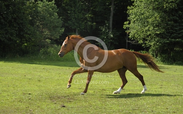 Oldenburg Free Running Horizontal