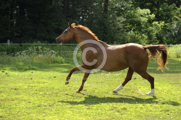 Oldenburg Free Running Horizontal