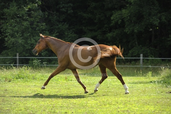 Oldenburg Free Running Horizontal