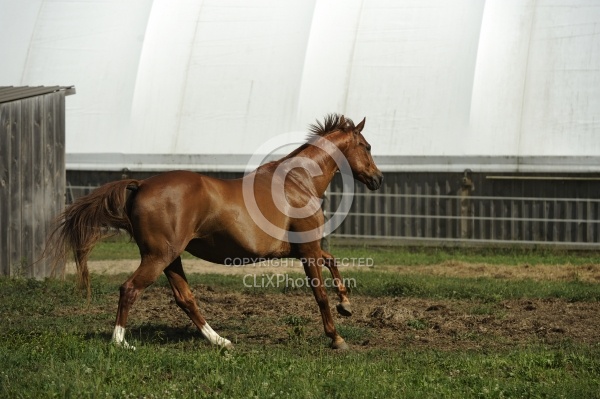 Oldenburg Free Running Horizontal