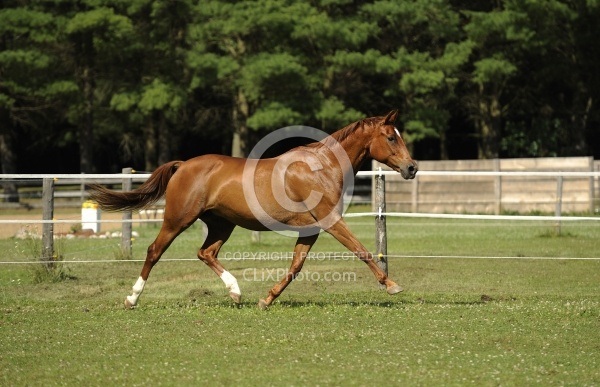 Oldenburg Free Running Horizontal