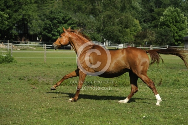 Oldenburg Free Running Horizontal
