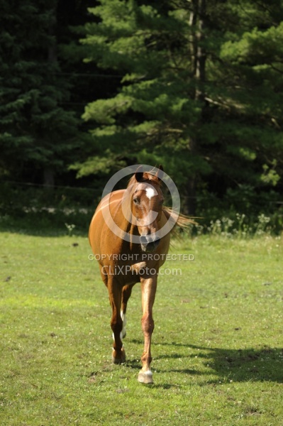 Oldenburg Free Running Vertical
