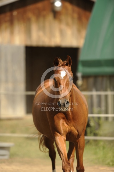 Oldenburg Free Running Vertical