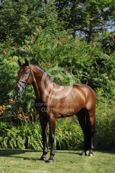 Oldenburg Stallion Sandros Heir owned by Pangaea Farms