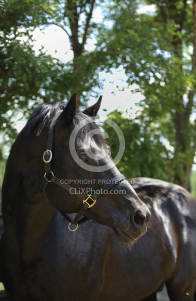 Harvard - Oldenburg Stallion Pangaea farms