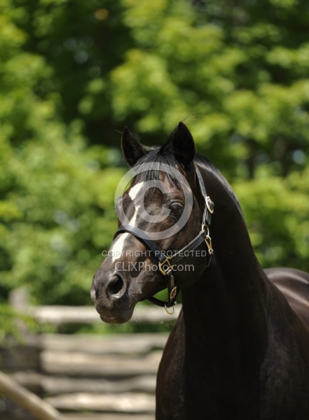 Harvard - Oldenburg Stallion Pangaea farms