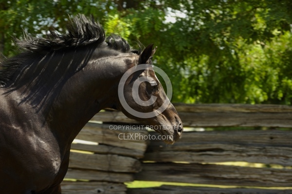 Harvard - Oldenburg Stallion Pangaea farms