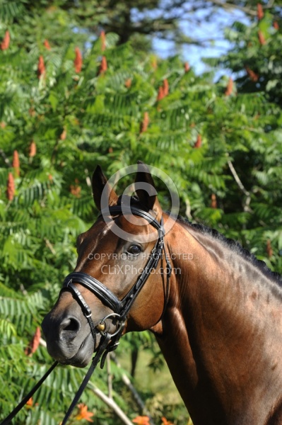 Oldenburg Stallion Sandros Heir owned by Pangaea Farms