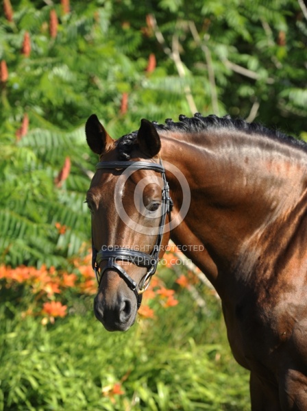 Oldenburg Stallion Sandros Heir owned by Pangaea Farms
