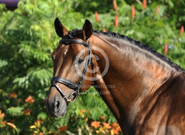 Oldenburg Stallion Sandros Heir owned by Pangaea Farms