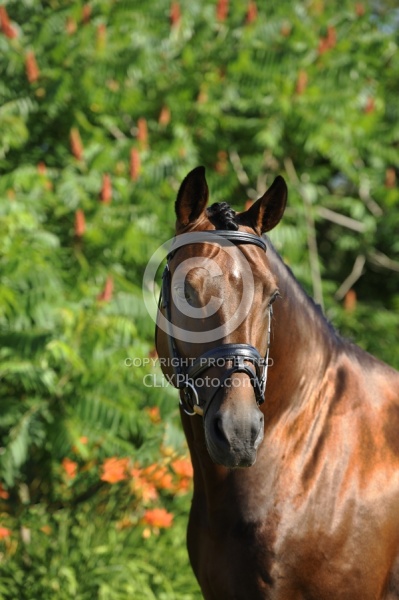 Oldenburg Stallion Sandros Heir owned by Pangaea Farms