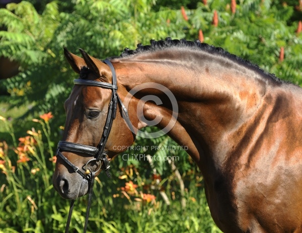 Oldenburg Stallion Sandros Heir owned by Pangaea Farms