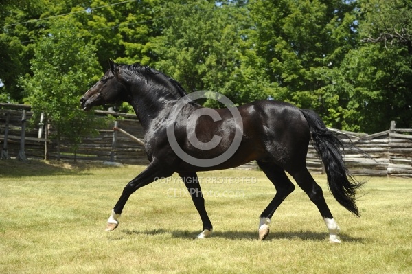 Harvard - Oldenburg Stallion Pangaea farms