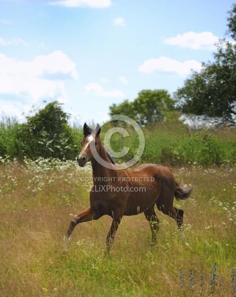 Oldenburg Yearling Pangea farms