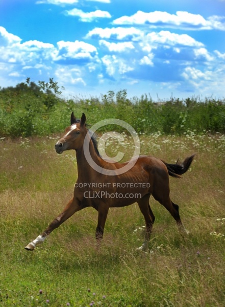 Oldenburg Yearling Pangea farms
