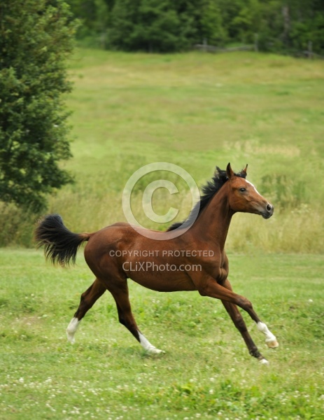 Oldenburg Yearling Pangea farms