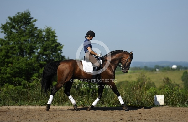 Oldenburg Schoolng Dressage