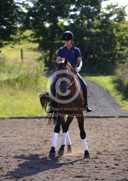 Oldenburg Schoolng Dressage