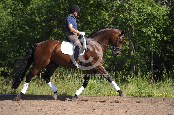Oldenburg Schoolng Dressage