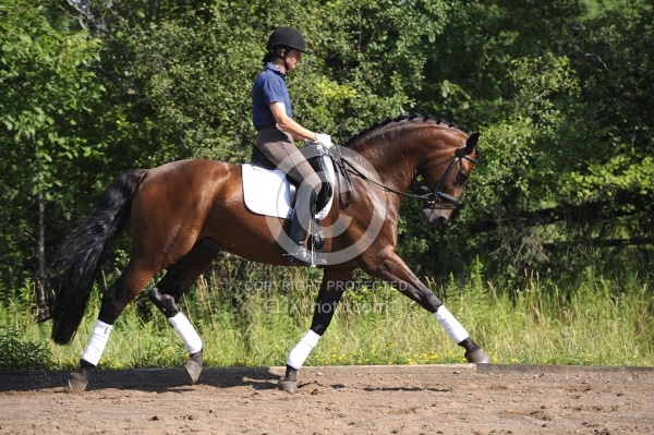 Oldenburg Schoolng Dressage
