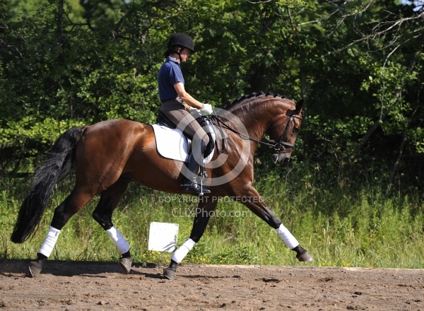 Oldenburg Schoolng Dressage