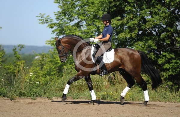 Oldenburg Schoolng Dressage