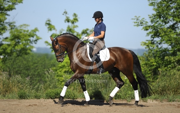 Oldenburg Schoolng Dressage