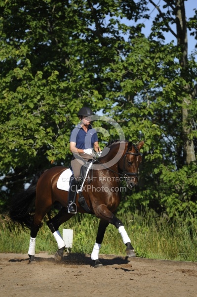 Oldenburg Schoolng Dressage