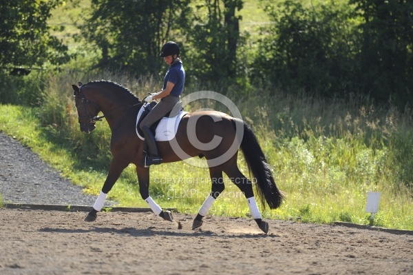 Oldenburg Schoolng Dressage