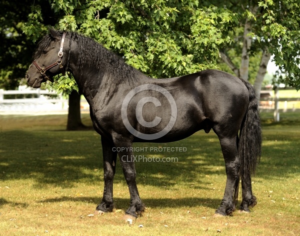 Curly Horse Stallion  Conformation