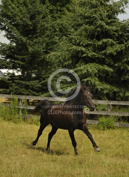 Curly Horse Stallion Free Running