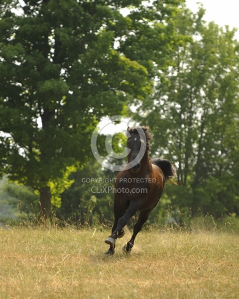Curly Horse Stallion Free Running