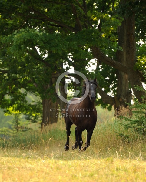 Curly Horse Stallion Free Running