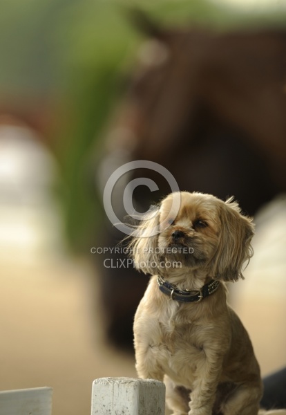 Dog at Horse Show