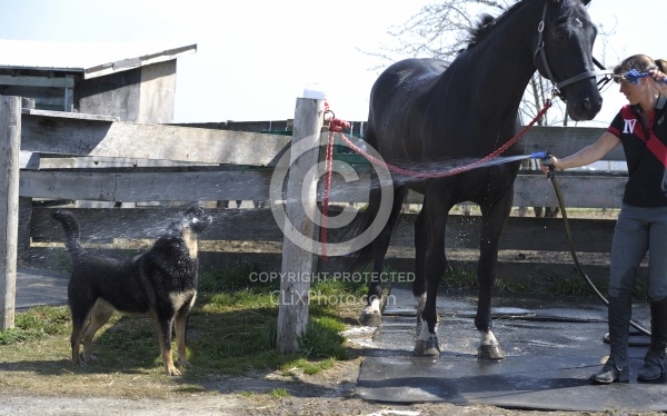 Hilltop Equestrian Centre Dogs around the Barn