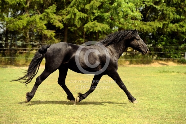 Curly Stallion Free Running