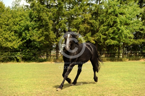 Curly Stallion Free Running