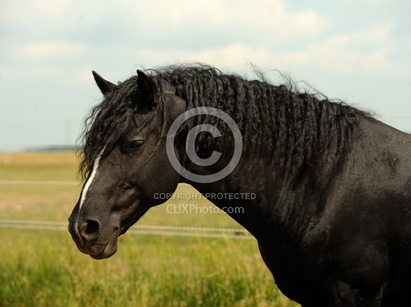 Curly Horse Stallion Portrait