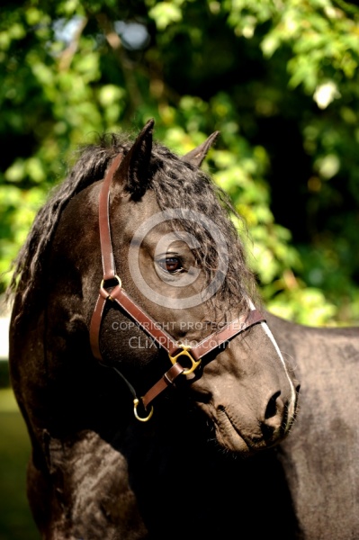 Curly Horse Stallion Portrait