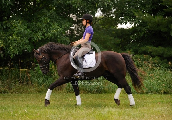 Curly Horse Ridden Dressage