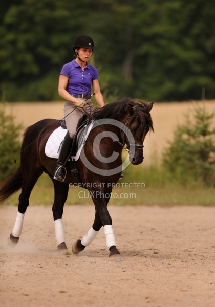 Curly Horse Ridden Dressage